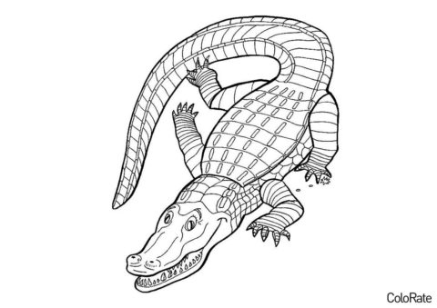 Аллигатор на охоте распечатать раскраску - Крокодилы и аллигаторы
