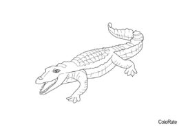 Бесплатная раскраска Аллигатор распечатать на А4 и скачать - Крокодилы и аллигаторы