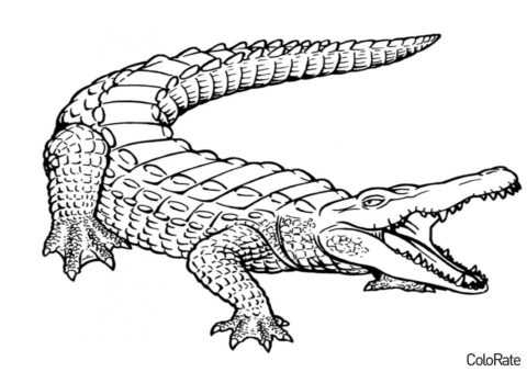 Злой аллигатор раскраска распечатать бесплатно на А4 - Крокодилы и аллигаторы