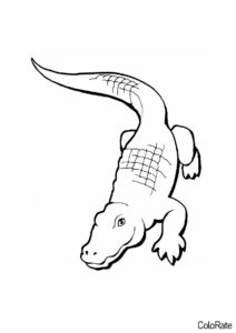 Крокодилы и аллигаторы распечатать раскраску - Милый аллигатор