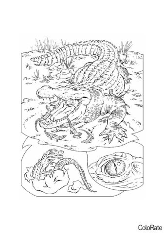 Опасный хищник распечатать разукрашку бесплатно - Крокодилы и аллигаторы