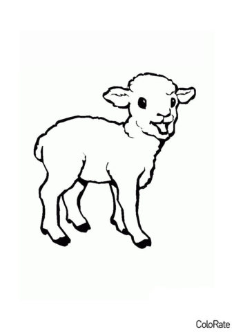 Раскраска Маленькая овечка распечатать на А4 - Овечки и барашки