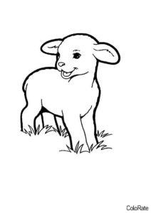 Разукрашка Милая овечка распечатать на А4 - Овечки и барашки