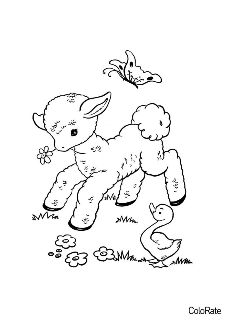 Раскраска Овечка на природе распечатать - Овечки и барашки