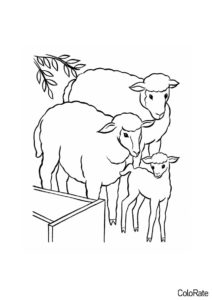 Овечье семейство (Овечки и барашки) разукрашка для печати на А4