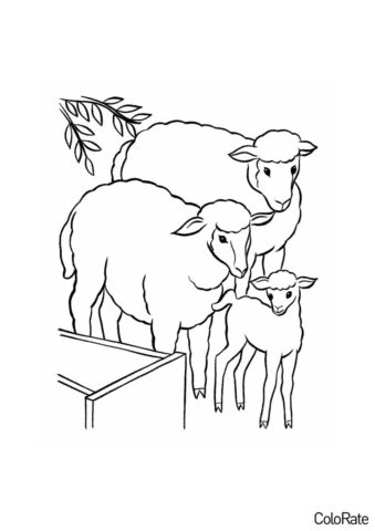 Овечье семейство (Овечки и барашки) разукрашка для печати на А4