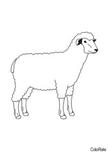 Раскраска Реалистичная овца распечатать на А4 - Овечки и барашки