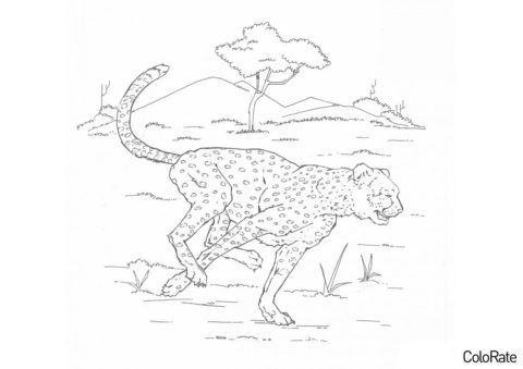 Леопарды бесплатная разукрашка - Быстрый хищник