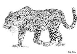 Бесплатная раскраска Время охоты распечатать на А4 - Леопарды