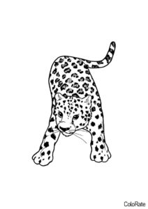Бесплатная раскраска Детеныш леопарда готовится к нападению - Леопарды