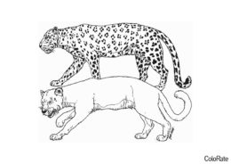 Леопард и пантера распечатать и скачать раскраску - Леопарды