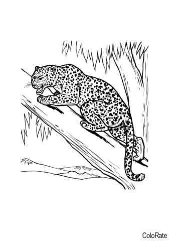 Леопард на охоте раскраска распечатать и скачать - Леопарды