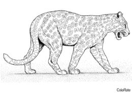 Леопарды распечатать раскраску на А4 - Леопард на прогулке
