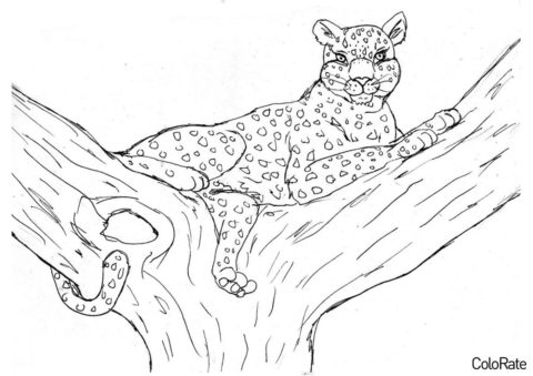 Отдых на дереве - Леопарды раскраска распечатать на А4