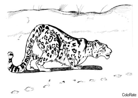 Леопарды распечатать раскраску на А4 - Подготовка к броску