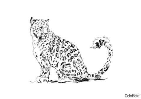 Бесплатная раскраска Прекрасное животное - Леопарды