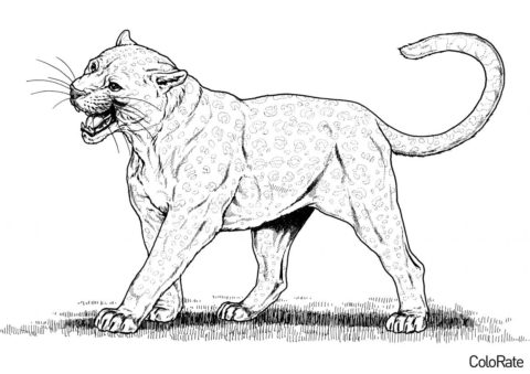 Разъяренный зверь раскраска распечатать бесплатно на А4 - Леопарды
