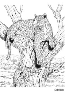 Расслабленный леопард - Леопарды раскраска распечатать на А4