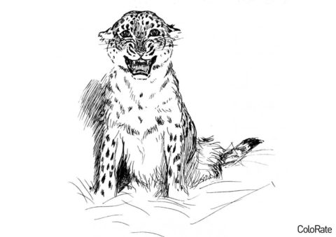 Бесплатная раскраска Реалистичный леопард распечатать и скачать - Леопарды