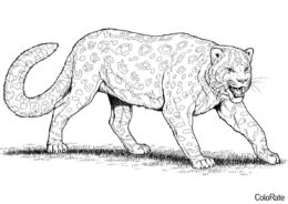 Хищник в ярости распечатать раскраску - Леопарды