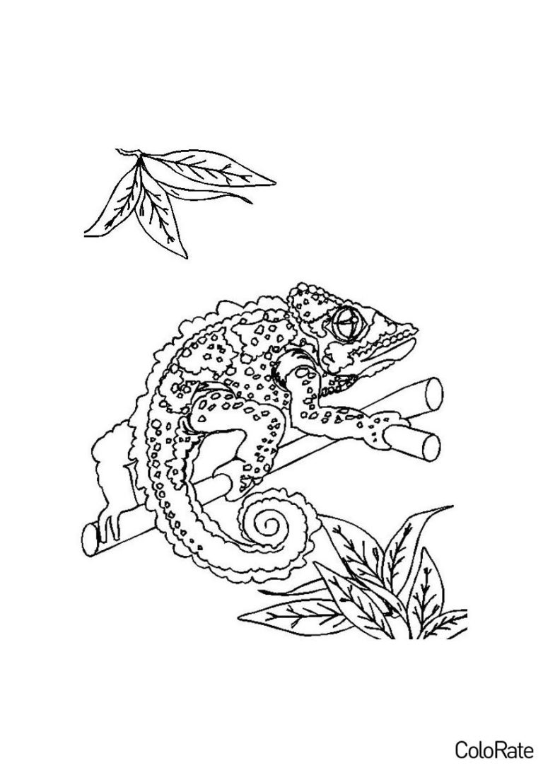 Раскраска Хамелеон распечатать - Ящерицы