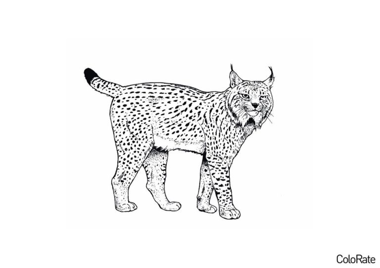 Раскраска Симпатичная рысь распечатать - Рыси