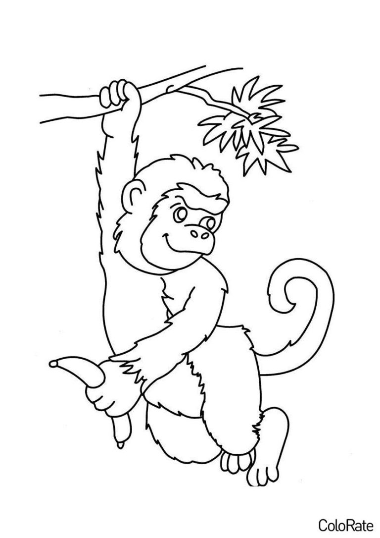Раскраски Обезьянок для детей распечатать | 40+ раскрасок