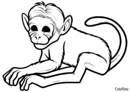 Обезьяны бесплатная разукрашка - Реалистичная обезьянка