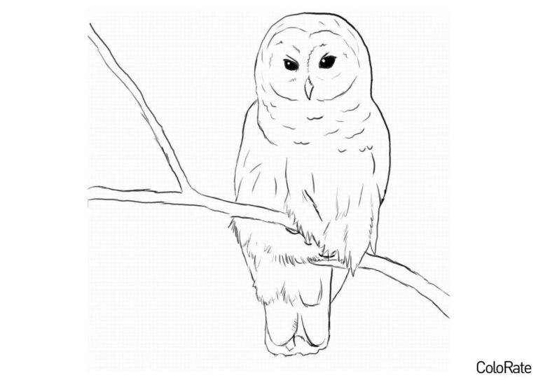 Раскраски Совы и Филины для детей распечатать | ColoRate