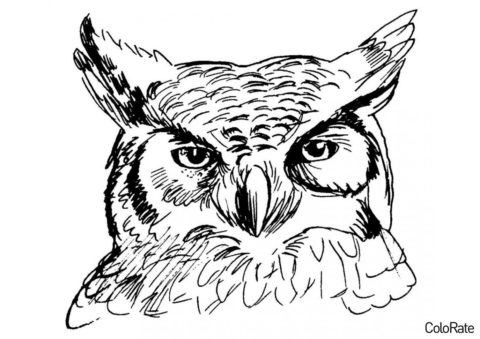 Бесплатная раскраска Реалистичный рисунок совы распечатать на А4 - Совы