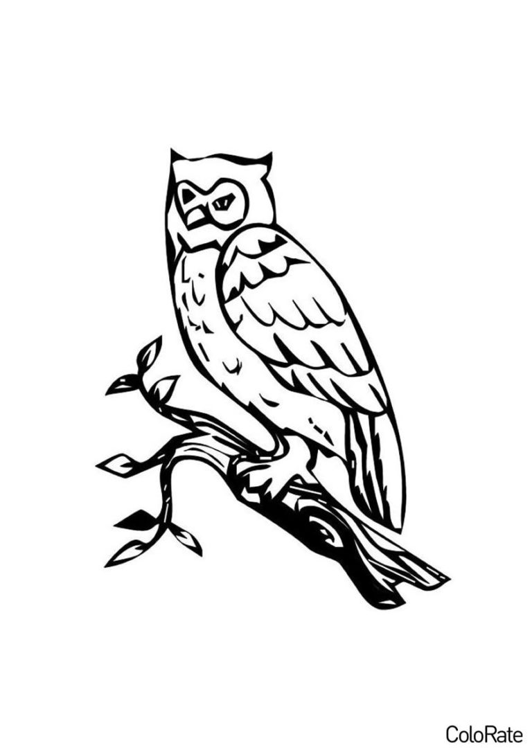 Раскраска Сыч распечатать - Совы