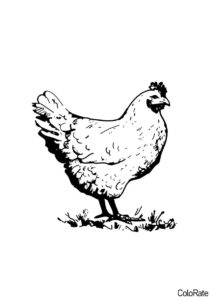Бесплатная раскраска Милая курица распечатать на А4 - Петухи и курицы