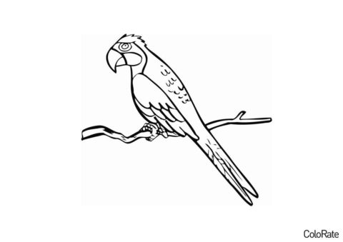Грустный попугай (Попугаи) бесплатная раскраска