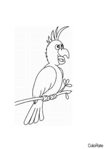Забавный какаду (Попугаи) раскраска для печати и загрузки