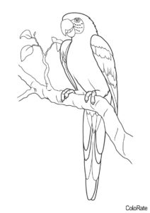 Королевский попугай раскраска распечатать на А4 - Попугаи