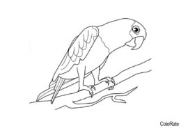 Попугай на ветке бесплатная раскраска - Попугаи