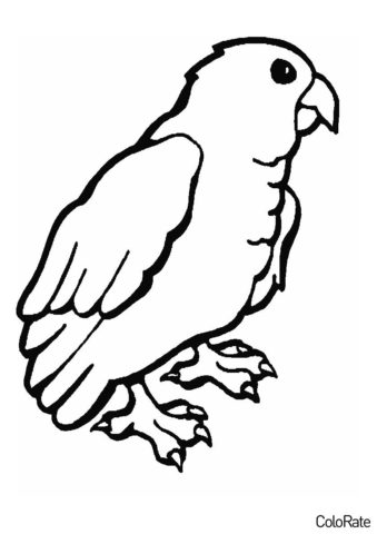 Попугаи распечатать раскраску на А4 - Попугай-монах