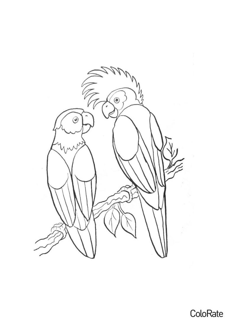 Раскраска Попугайчики распечатать - Попугаи