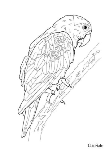 Распечатать раскраску Реалистичный попугай - Попугаи