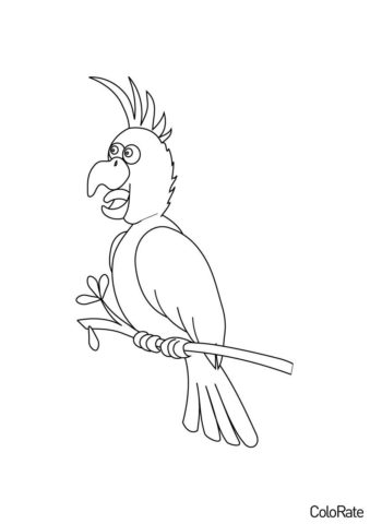 Смешной попугай (Попугаи) бесплатная раскраска на печать