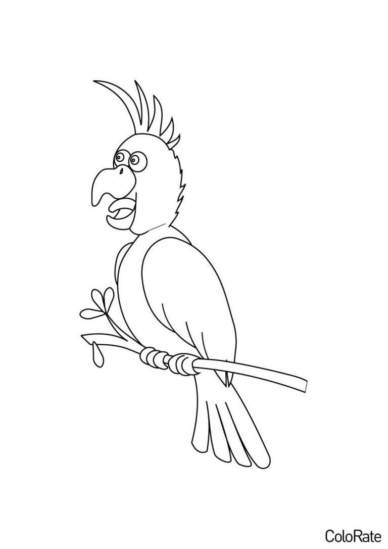 Раскраска Смешной попугай распечатать - Попугаи