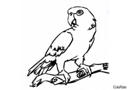 Раскраска Стильный рисунок - Попугаи