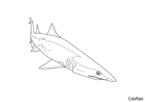 Акула распечатать раскраску - В поисках добычи