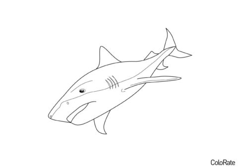 Опасный обитатель морей (Акула) бесплатная раскраска на печать