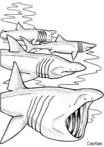Отважные охотники (Акула) раскраска для печати и загрузки