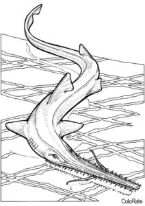 Пилоносная акула (Акула) распечатать раскраску