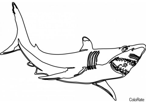 Бесплатная раскраска Реалистичная акула распечатать на А4 и скачать - Акула