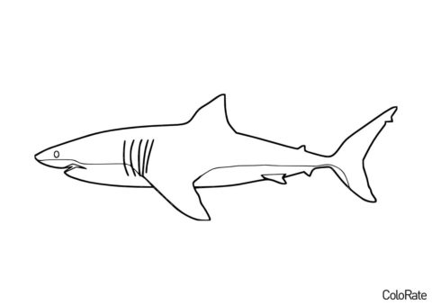 Акула бесплатная раскраска - Самый опасный морской хищник