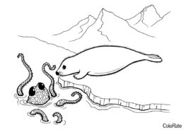 Осьминог и морской котик - Осьминоги распечатать раскраску на А4