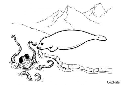 Осьминог и морской котик - Осьминоги распечатать раскраску на А4
